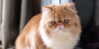Lelong  kucing  parsi  anak  dan   besar  390  