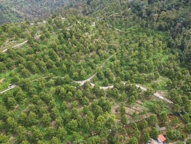 Junjong Black Thorn Durian Farm For Sale | 30 Relong