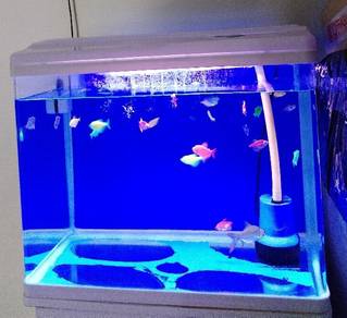 Aquarium Curve 2ft