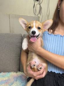Welsh corgi puppy