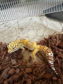 Leopard Gecko