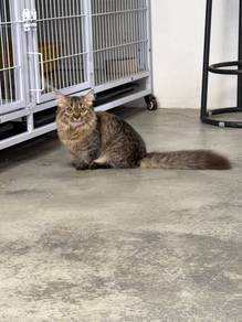 Kucing Tabby kaki pendek