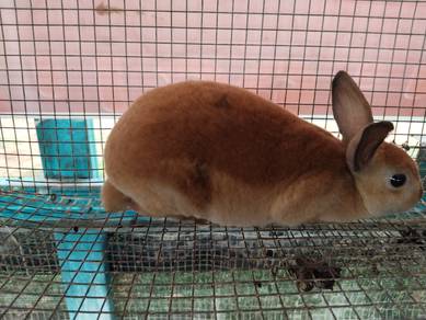 arnab mini rex rabbit