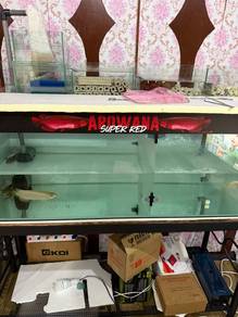 Tank ikan dan ikan arowana