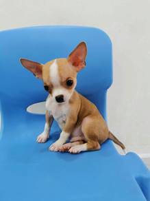 Cute! 吉娃娃 Chihuahua Puppy Apple Head 🍎 Male 2810A
