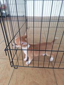 Promo! Pure🔥 Chihuahua Puppy Male 2810B