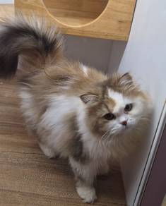 Golden white Minuet cat for sale