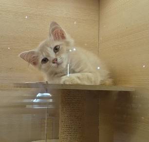 Persian kitten for sale