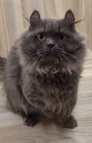 kinkalow cat available for sale 