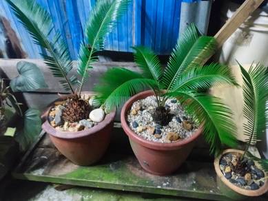 Pokok Paku Aji