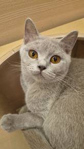 British short hair cat available for sale 
