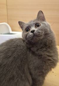 Munchkin BSH cat for sale