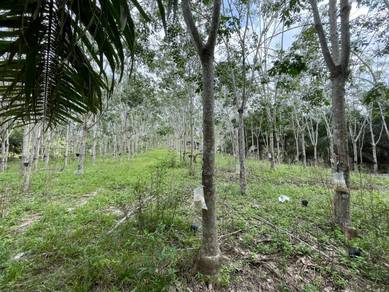 Tanah 4.9 Ekar (2 Lot) Jambu Bongkok Merchang