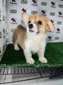Pembroke Welsh corgi pup f