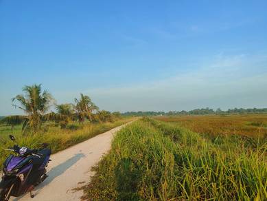 Tanah Sawah Padi 1 ekar ingin di lepaskan di Pahang tua