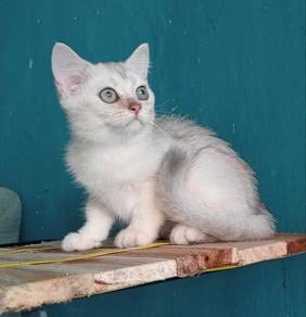 Kitten BSH Silver Male