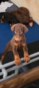 High Quality European lineage Doberman puppies