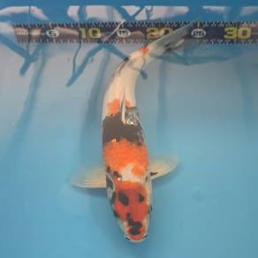 Beautiful 38cm Japanese Koi Fish For Sale

