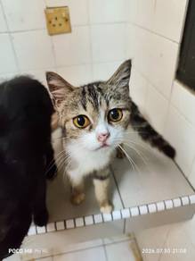 American Shorthair Brown Marbles Male