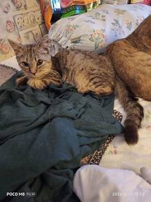 American Short Hair Tabby