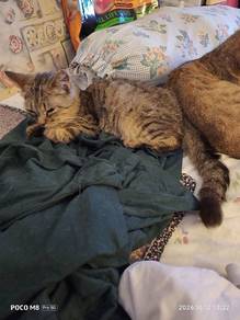American Short Hair Tabby