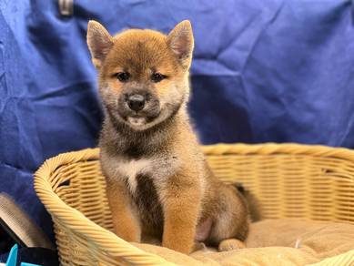 Shihba Inu ( male)