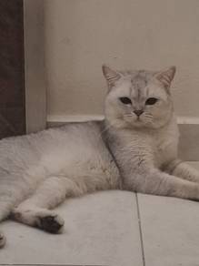 Silver Point BSH