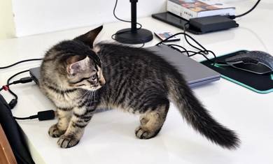 Domestic cat mix parsi 