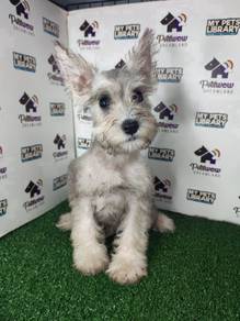 Miniature schnauzer silver white