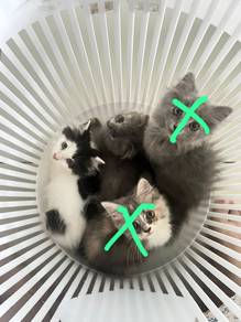 kitten utk rehome umur 3 bulan