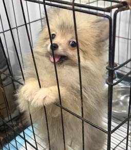 Pure Breed Pomeranian