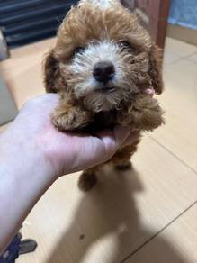 Pure Toy Poodle Brown