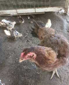 anak ayam sabung