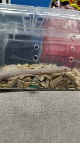 Corn Snake