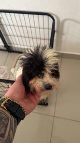 Poodle Puppy for Sale – Lovely & Healthy