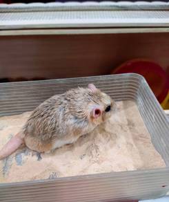 Gerbil Duprasi
