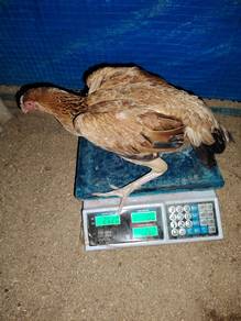 ayam cross aseel 