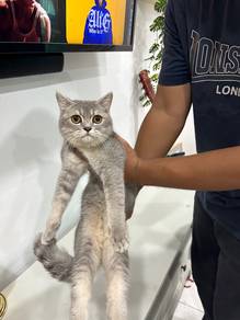 british short hair bsh female golden blue