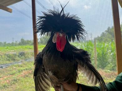 Poland chicks / anak ayam poland