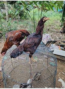 ayam ratu nokdaeng 