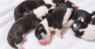 Pure Breed Tri Colour Corgi