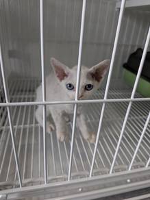 Ms DEVON REX Kucing Import Pure Breed