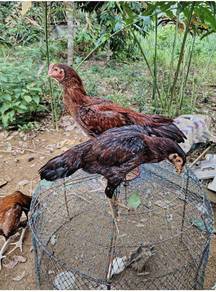 ayam ratu nokdeng 