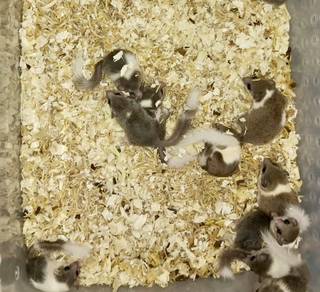 tupai mini / dormice / dormouse