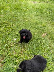 poodle