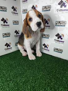 Beagle tri color girl