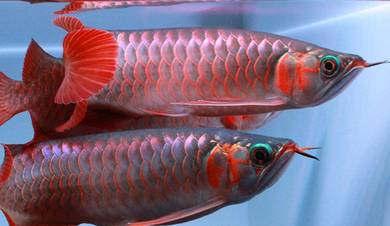 Arowana blood red 5 inch 3a quality-wholesale