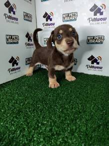 Chocolate and cream miniature dachshund