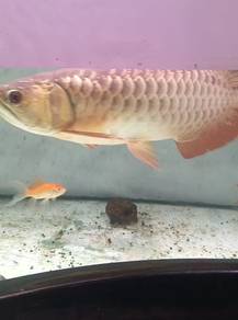 Arowana golden heat