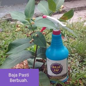 Baja Buah Lebat